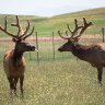 Elk-Tongue-copy-900