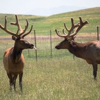 Elk-Tongue-copy-900
